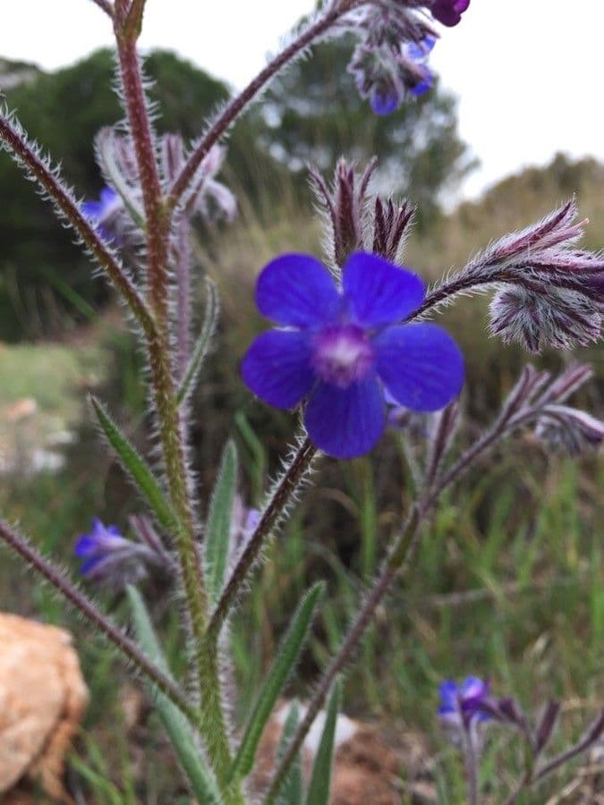 Buglossoides azzurra 10