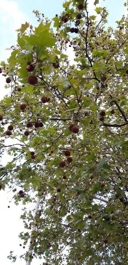 Platanus orientalis 10