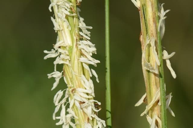 Smooth cordgrass 6