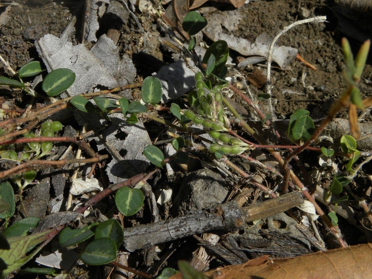 Alysicarpus