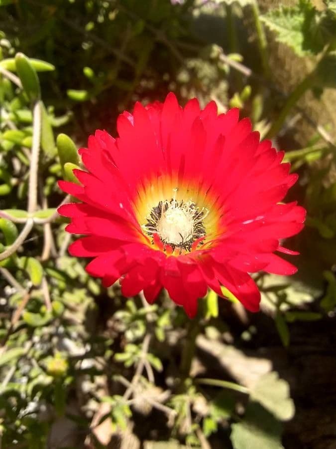 Fleur de rosée