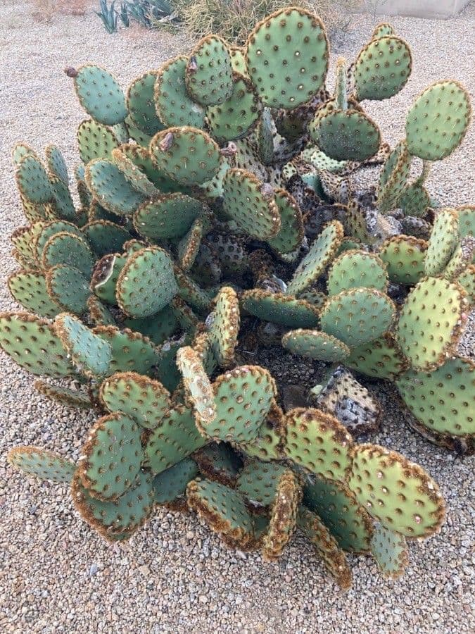 Chenille prickly-pear 16