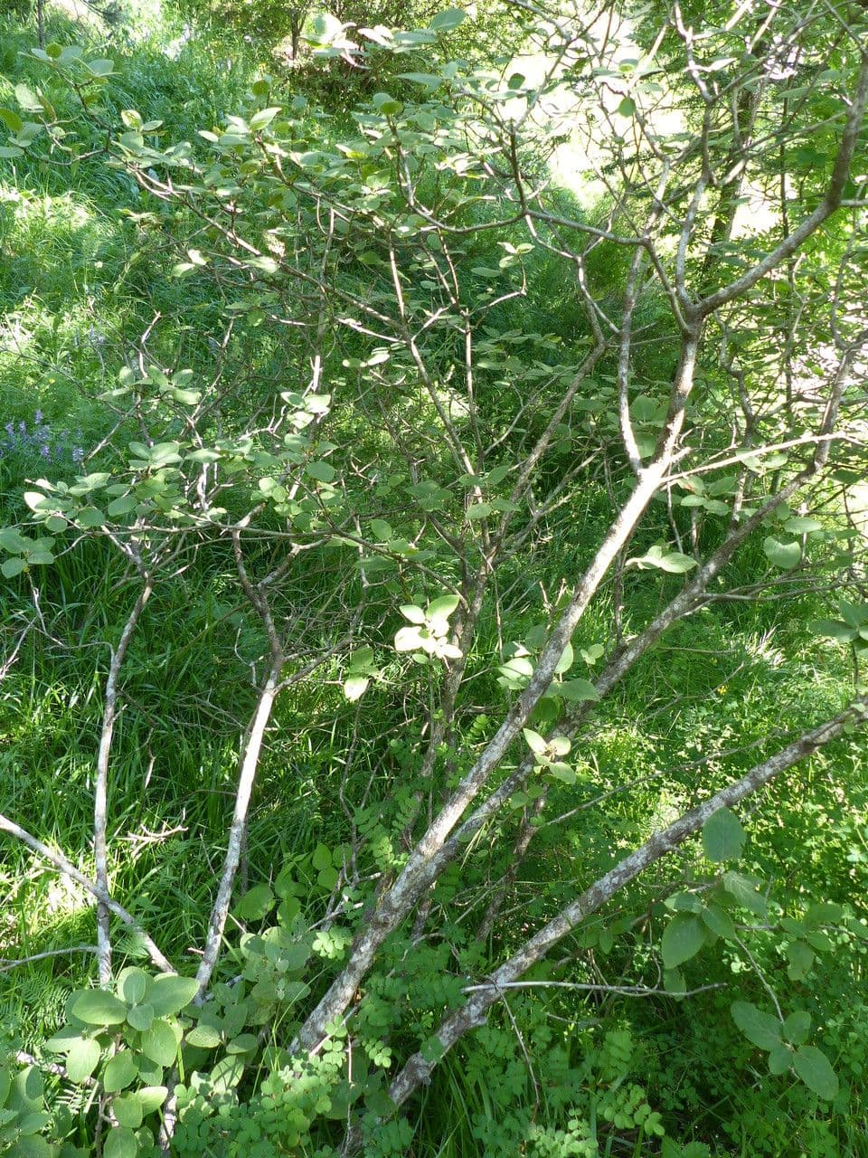 Cotoneaster 4