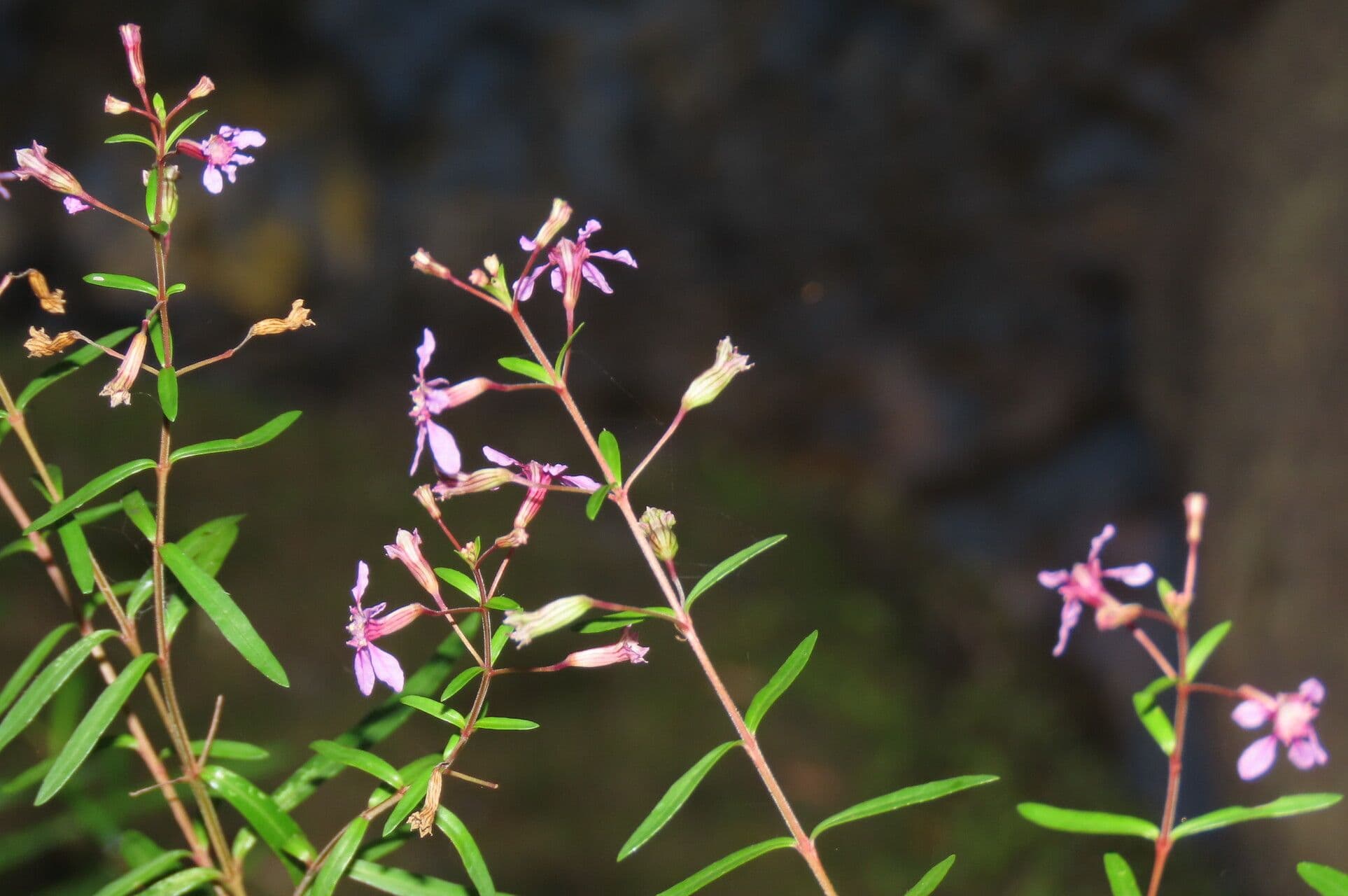 Cuphea utriculosa 9