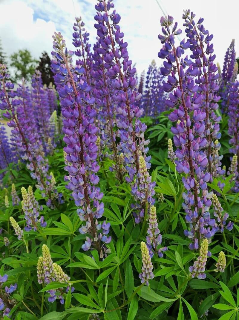Stauden-Lupine 3