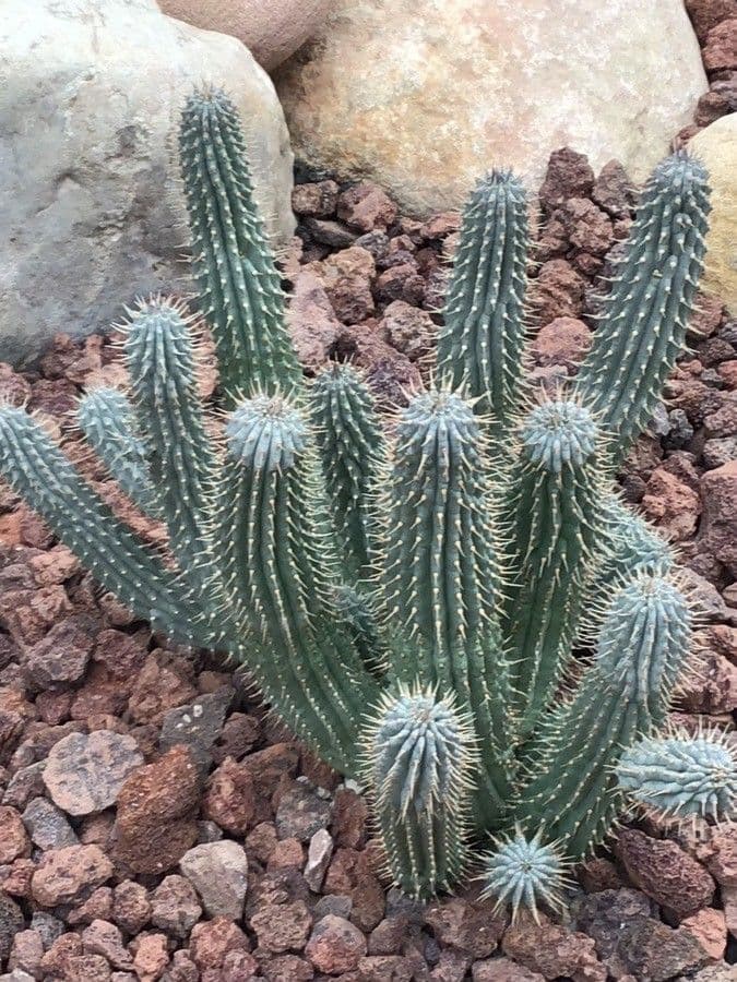 Hoodia 3