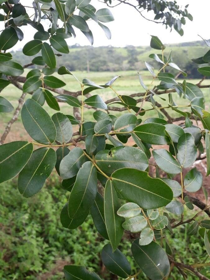 Copaiba de Langsdorff 6