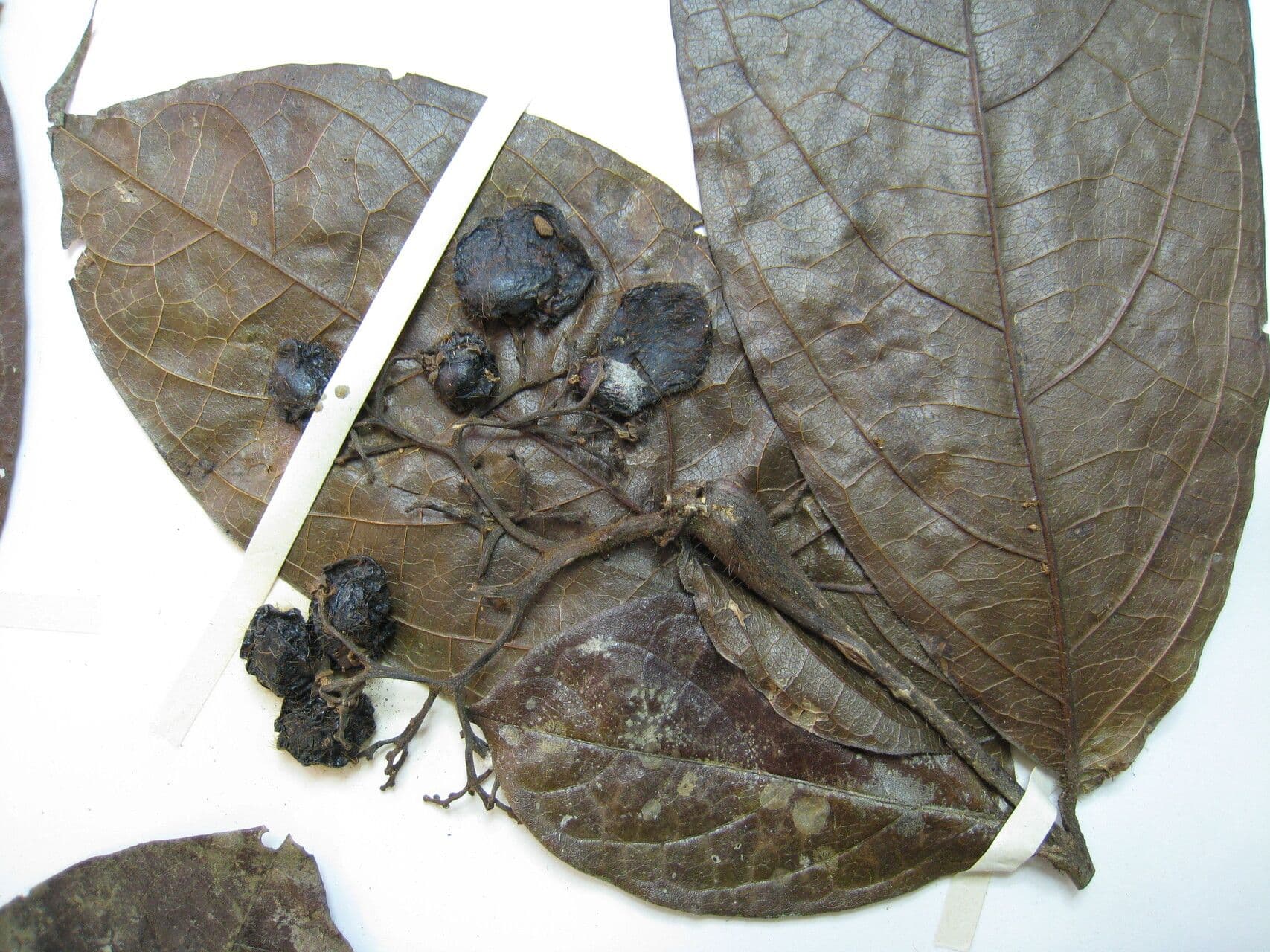 Cordia nodosa 20