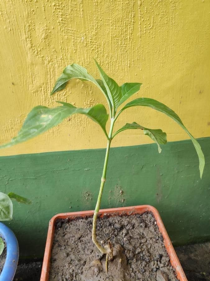 Noce di Malabar 18