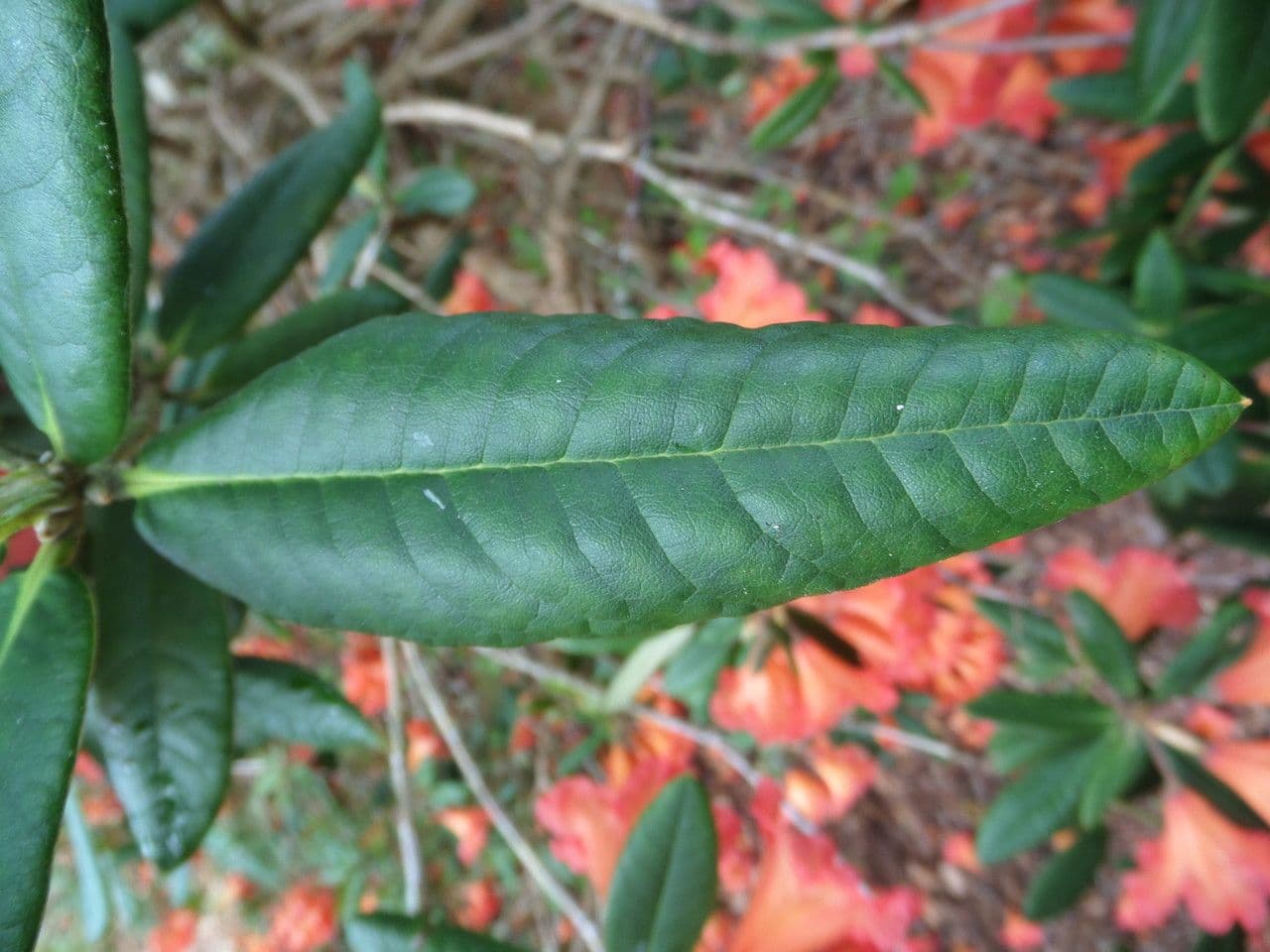 Rododendro 10