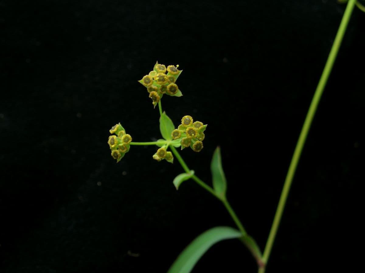 Bupleuro gracile 4