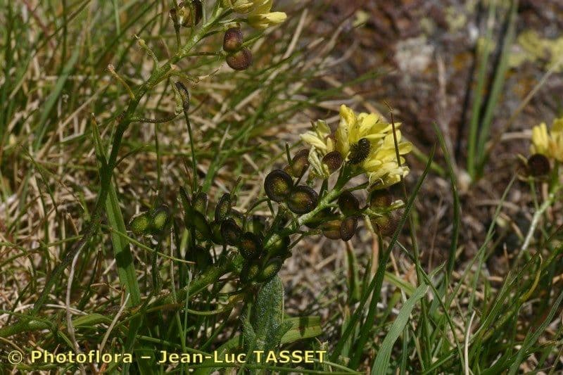 Biscutella 11