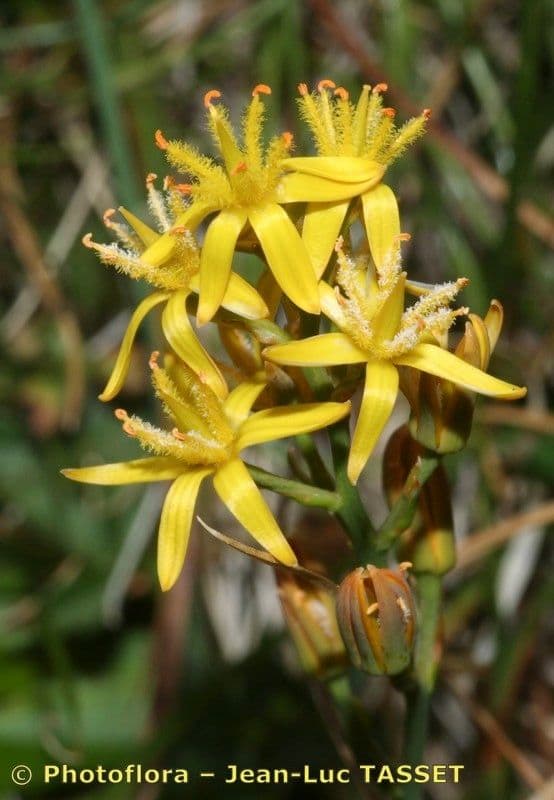 Narthecium