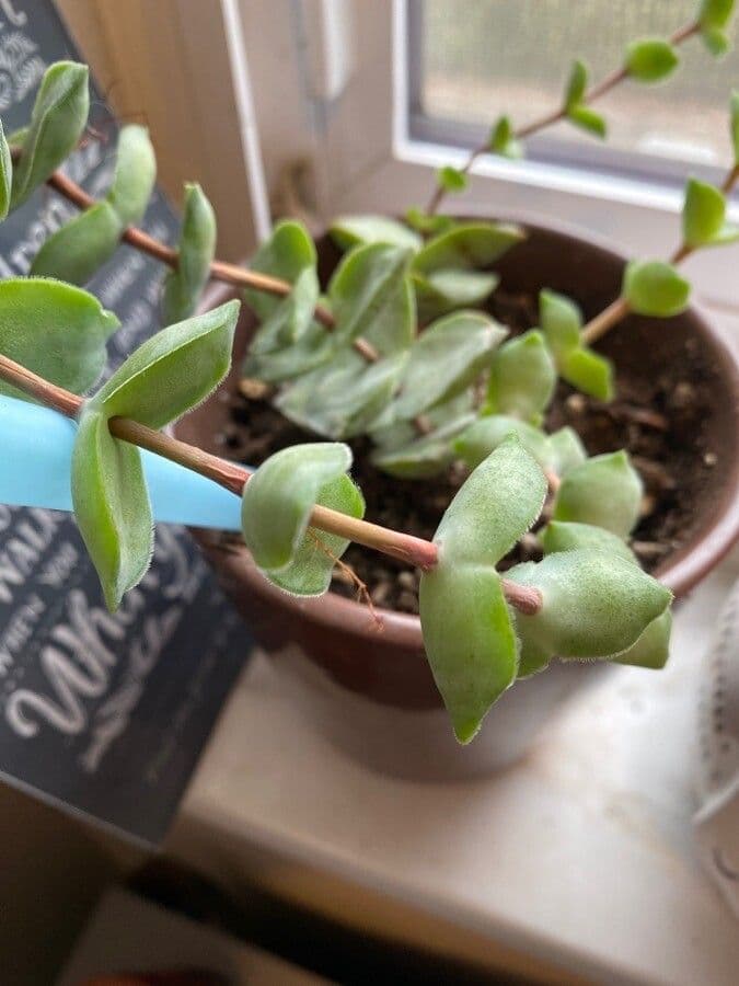 Crassula perforata 20
