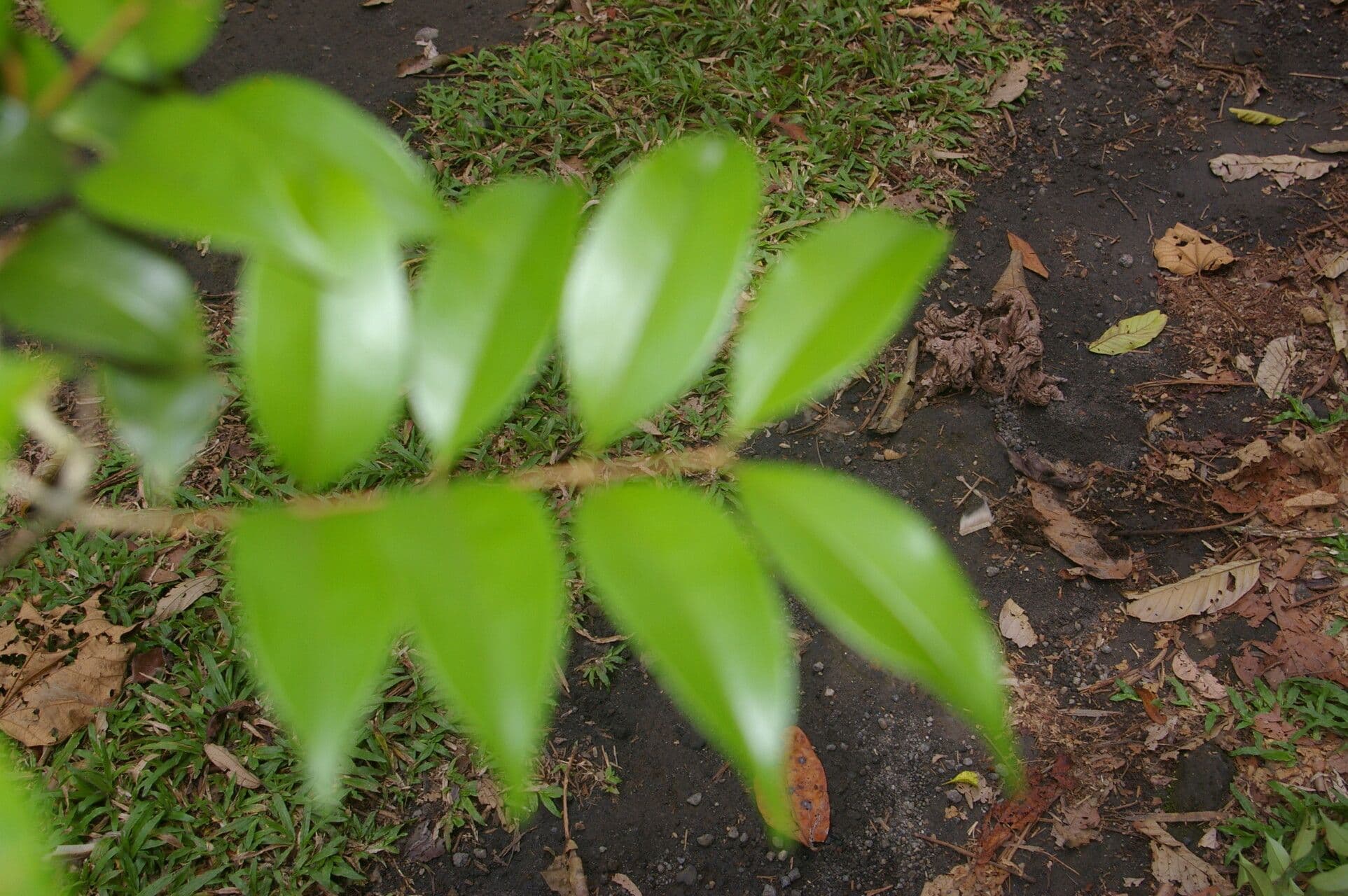 Eugenia costaricensis 11
