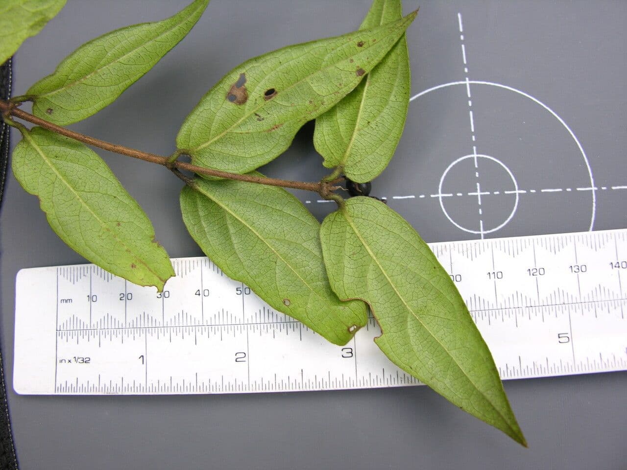 Caprifoglio acuminato 27