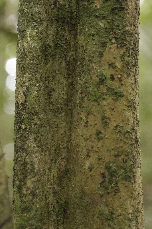 Isertia 15