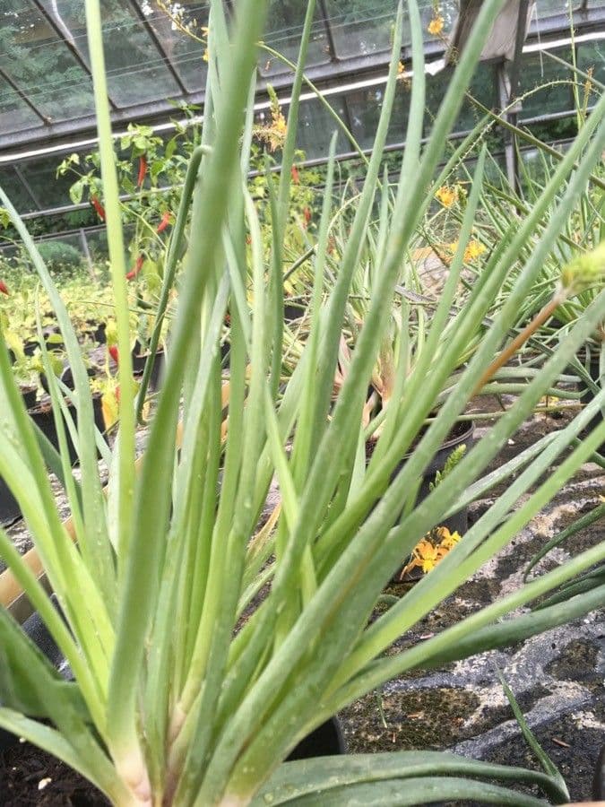 Bulbine arbustiva 18
