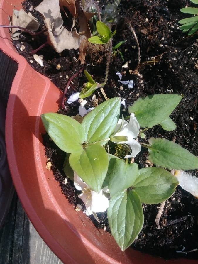 Trillium nivale 12