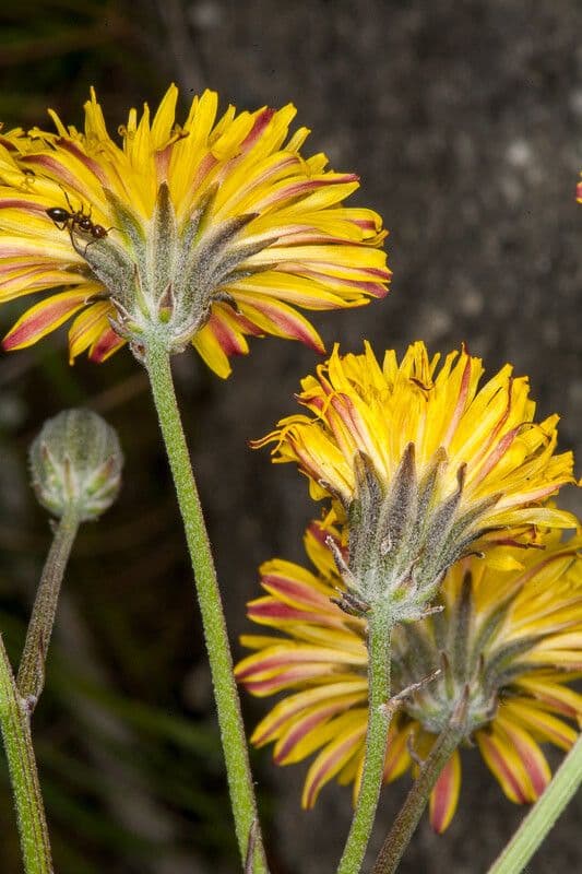 Radicchiella vescicosa 21