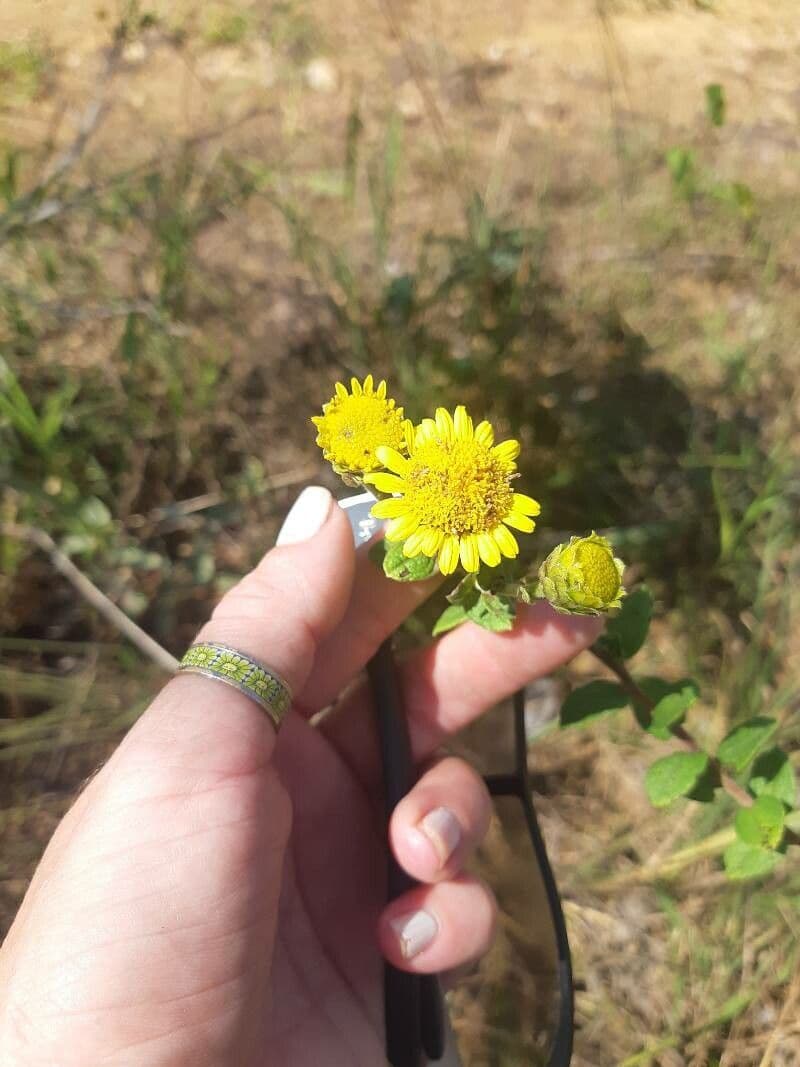 Tansy bipennato 2