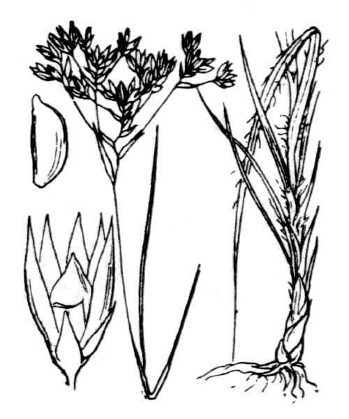 Luzula 11