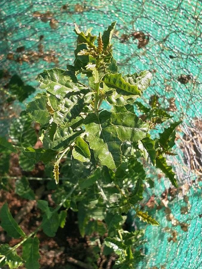 Schinus 8