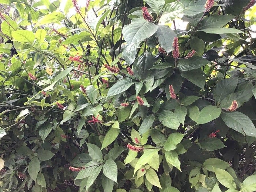 Odontonema tubaeforme 10