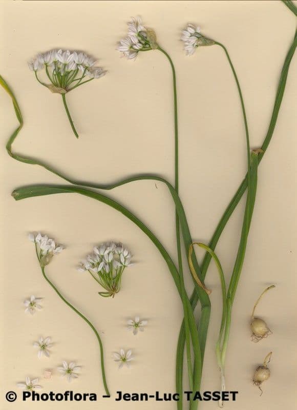 Aglio 7
