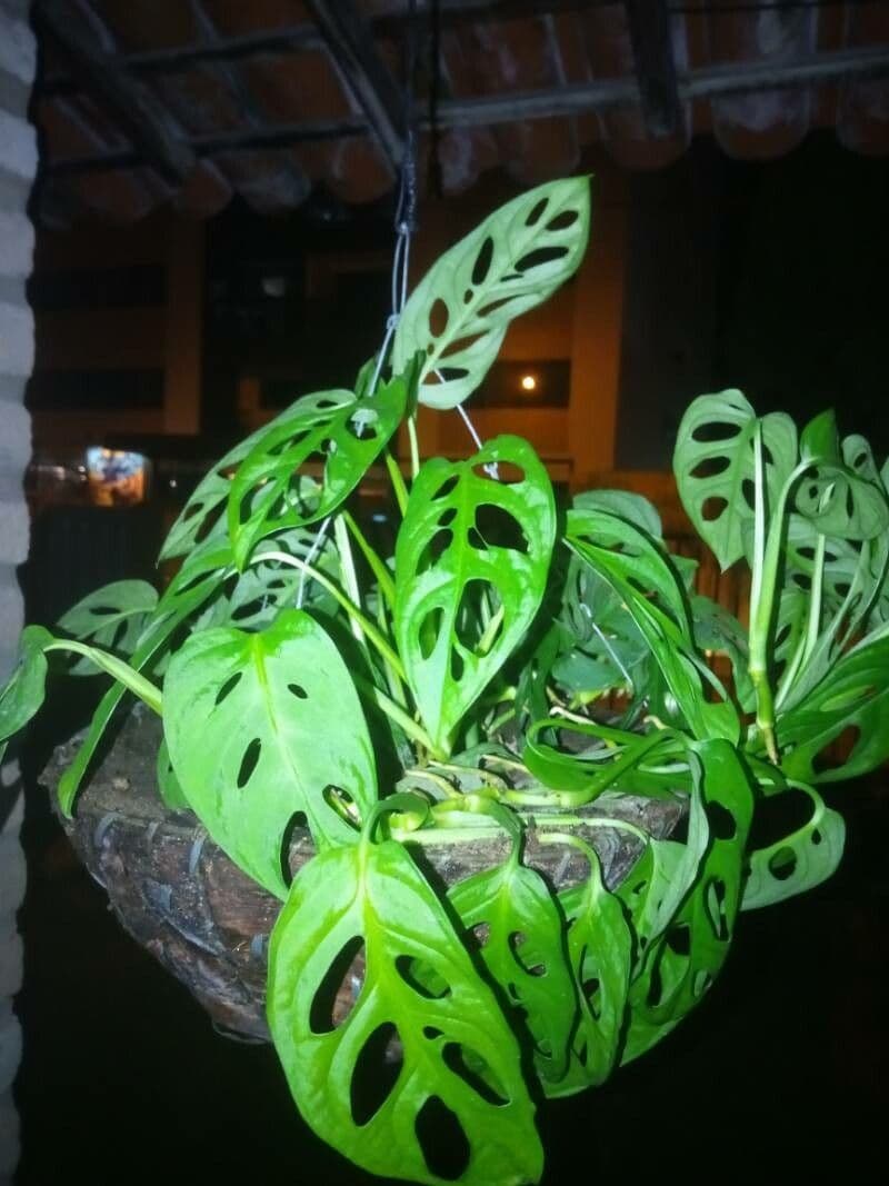 Monstera adansonii 25