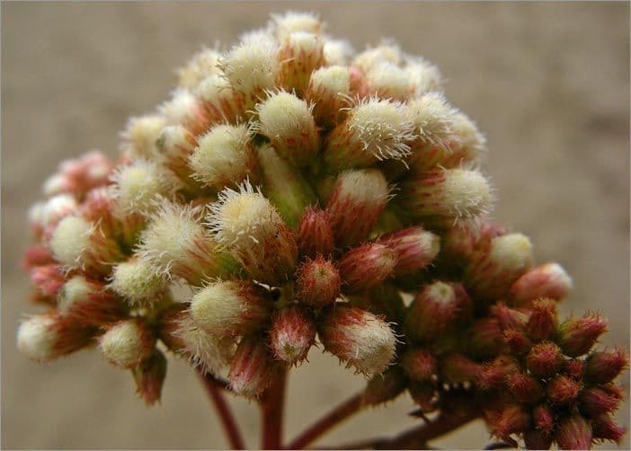 Baccharis 5