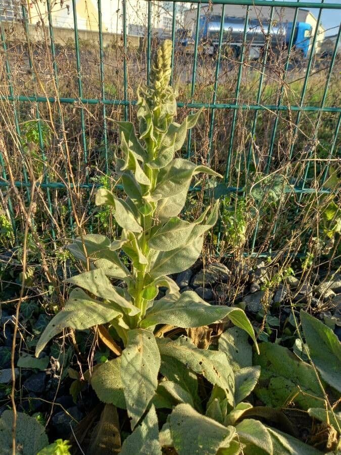 Verbasco phlomoides 15