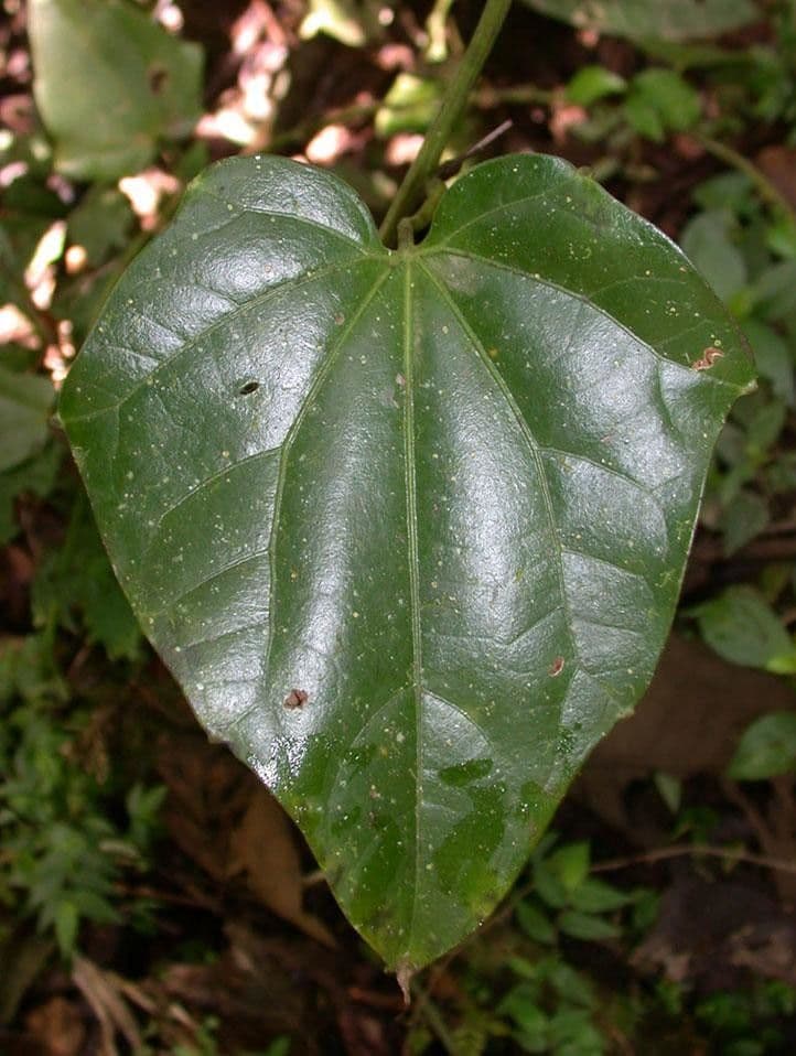 Fevillea cordifolia 13