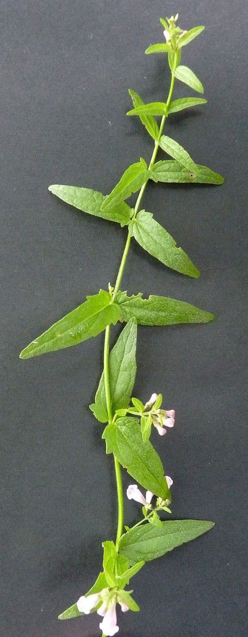 Scutellaria minore 23