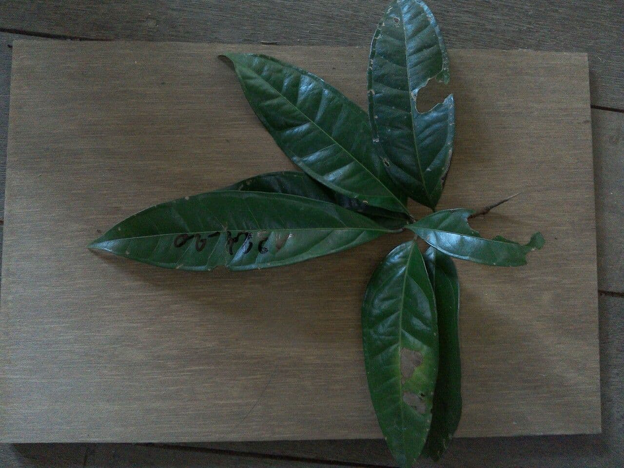 Myrcia