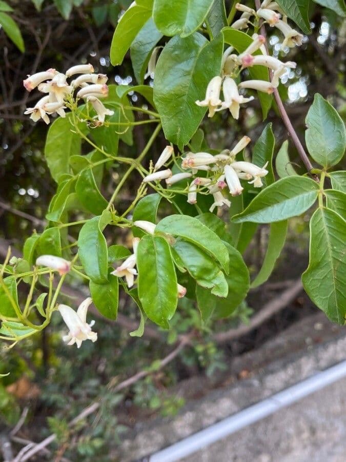 Pandorea 11