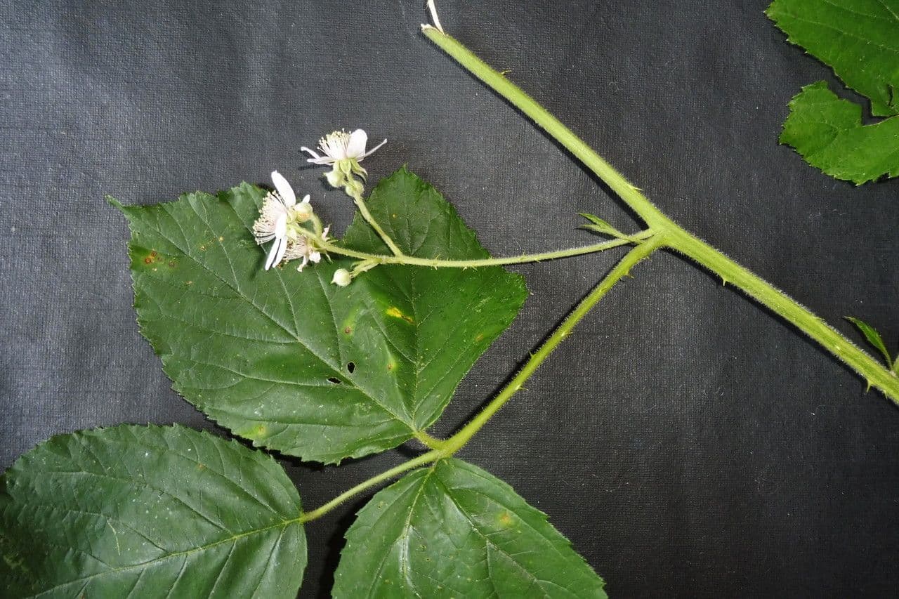 Großblättrige Brombeere 6
