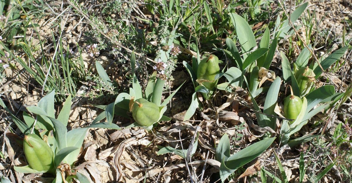 Iris lutescens