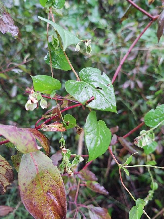 Fallopia scandens 8