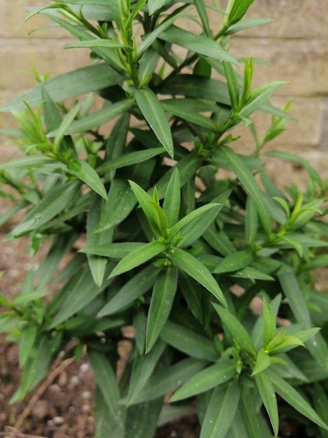 Aster ageratoides 12