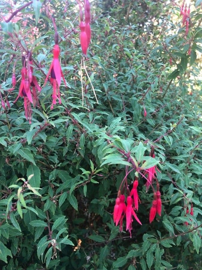 Fuchsien 19