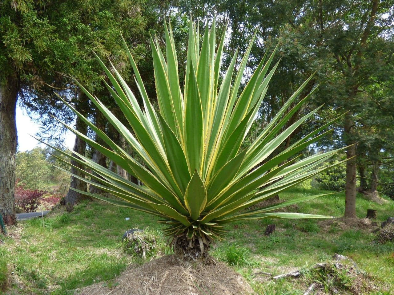 Sisal selvatico 5