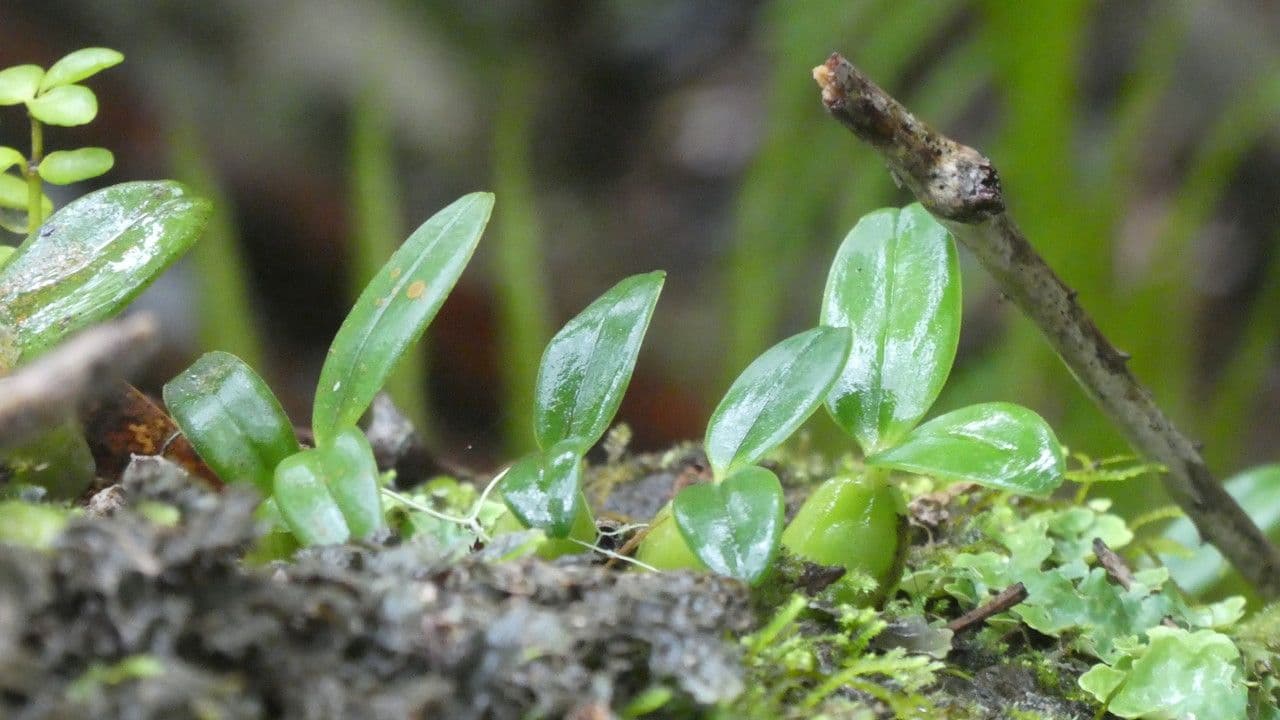 Bulbophyllum 16