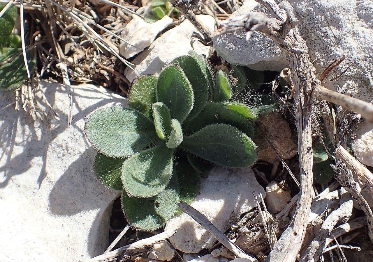 Mediterranean catchfly 14