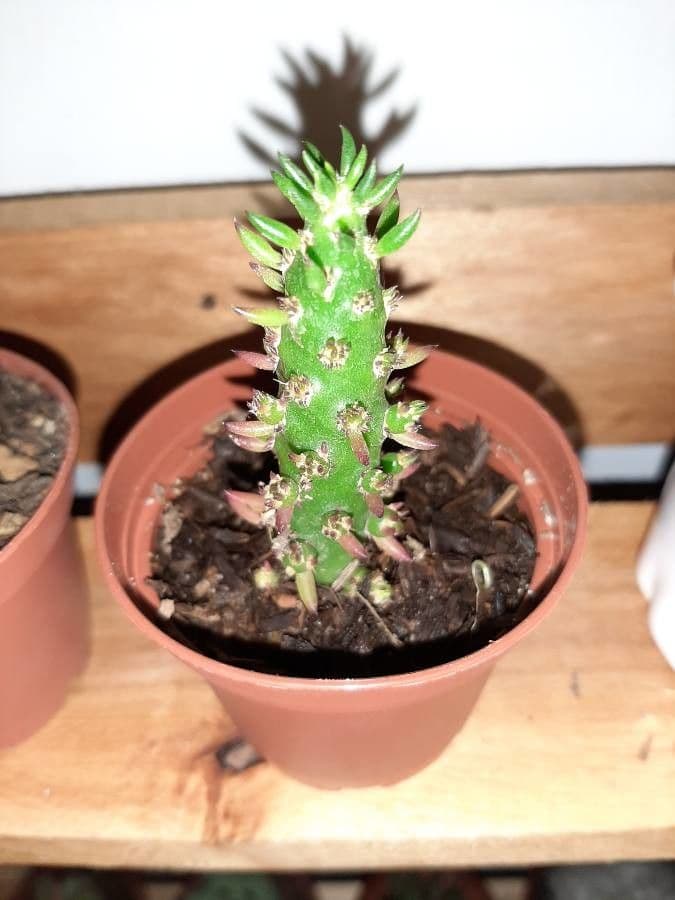 Lanzettblättrige Keule 6