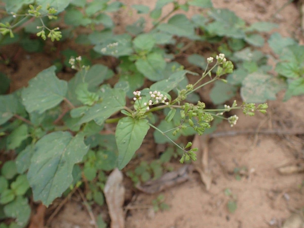 Boerhavia erecta 26