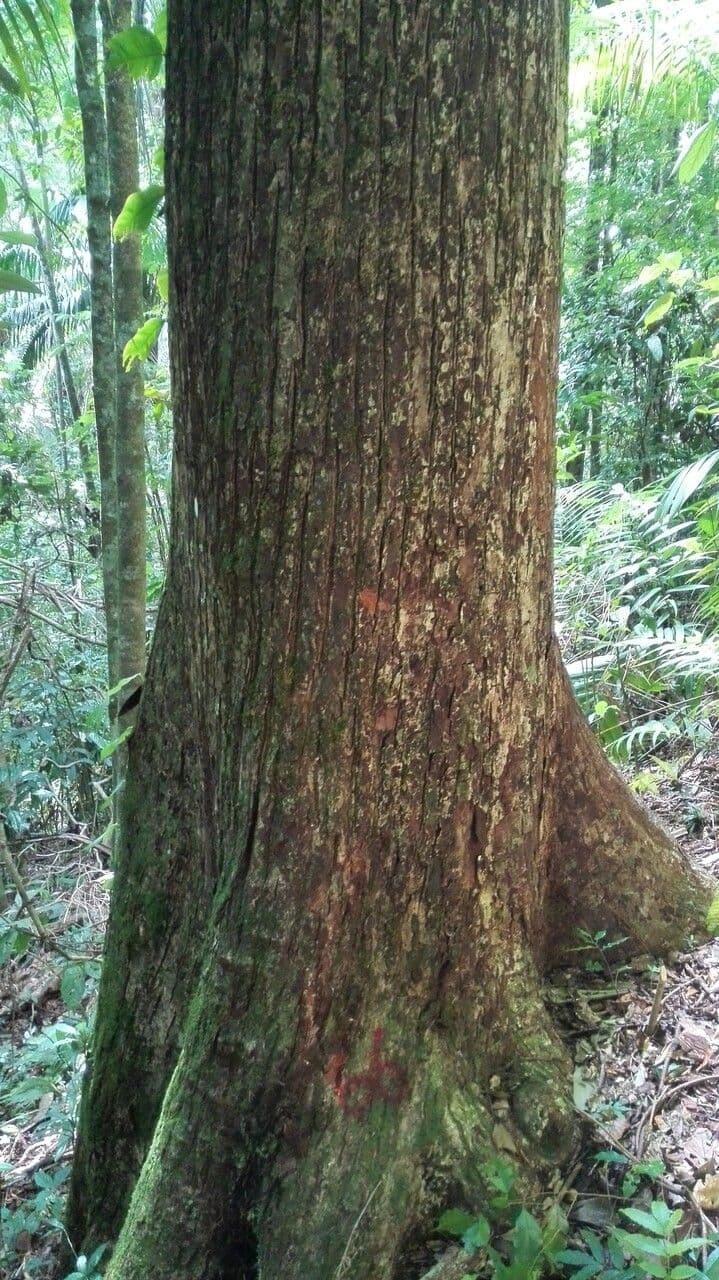 Manilkara 8