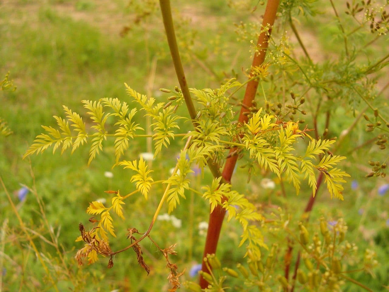 Kerbelrübe 18