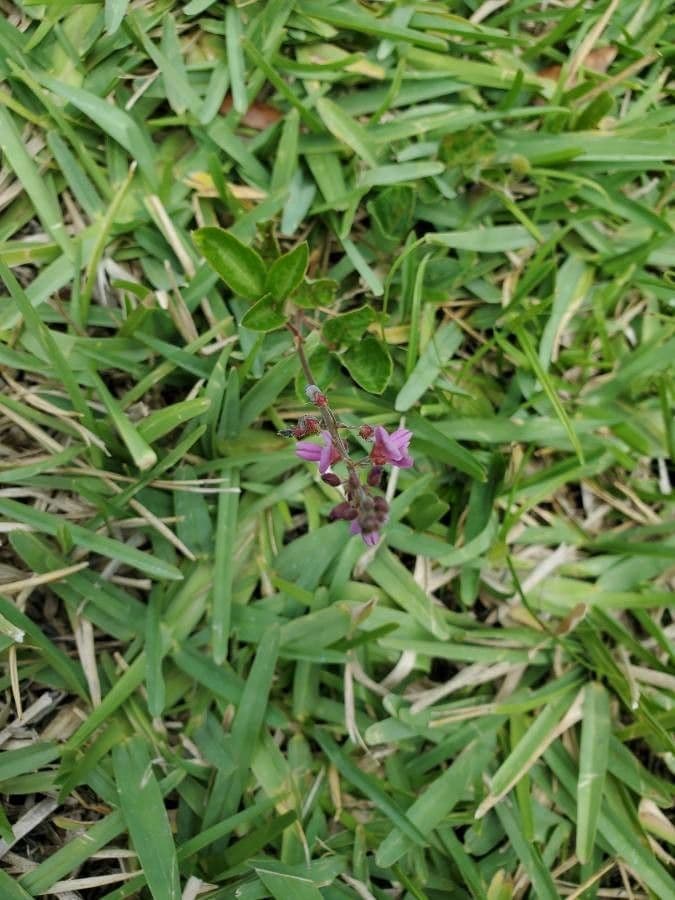 Desmodium 21