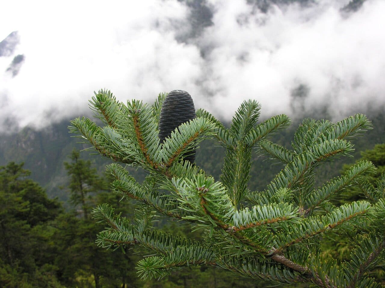 Abete dell'Himalaya 7